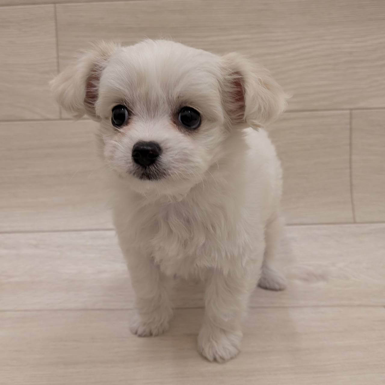 ハーフ犬（チワワ×ビションフリーゼ）