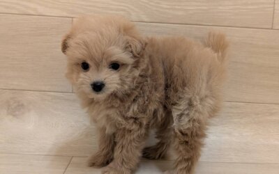 ハーフ犬（トイプードル×ポメラニアン）