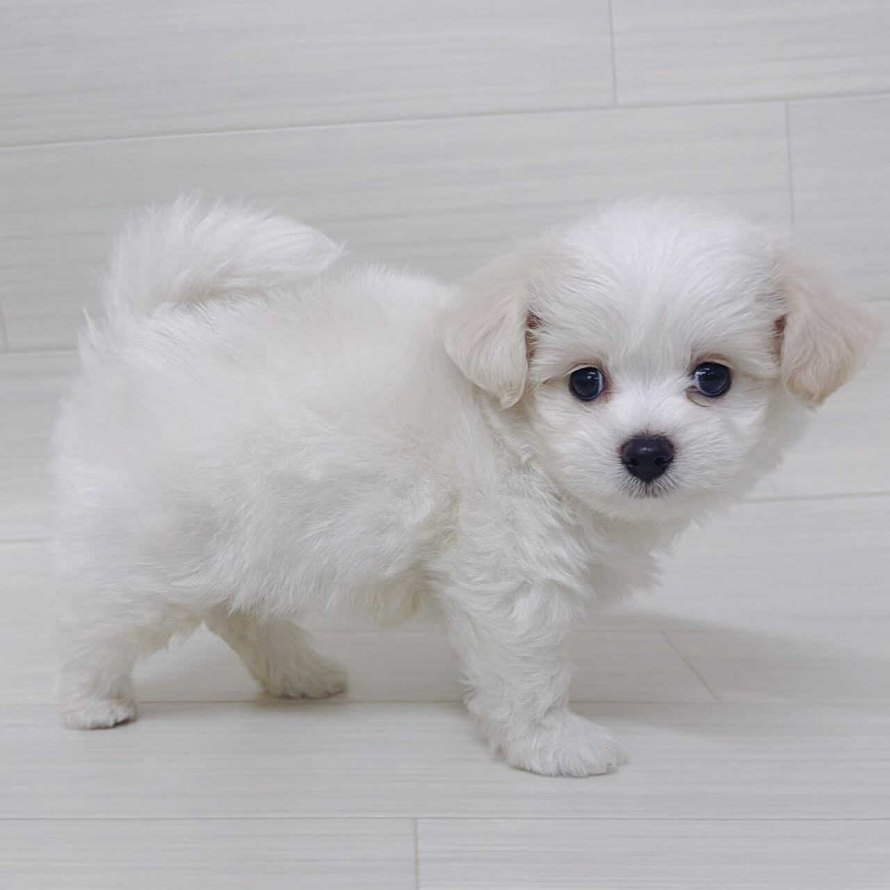 ハーフ犬（チワワ×ビションフリーゼ）