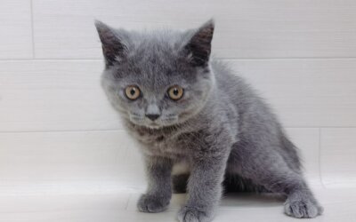 ブリティッシュショートヘアー