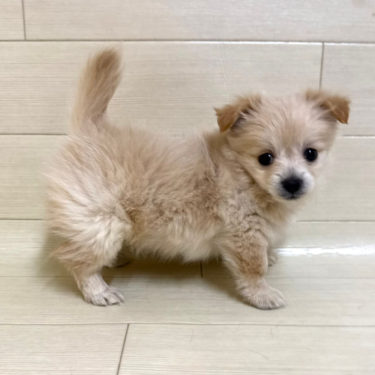 ハーフ犬（ポメラニアン×カニンヘンダックスフンド）