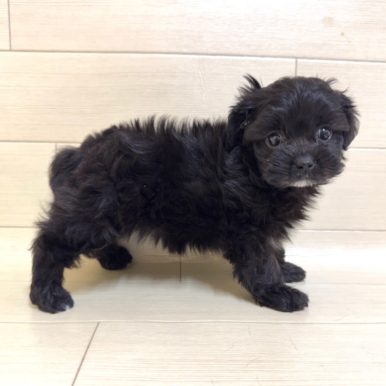 ハーフ犬（トイプードル×シーズー）