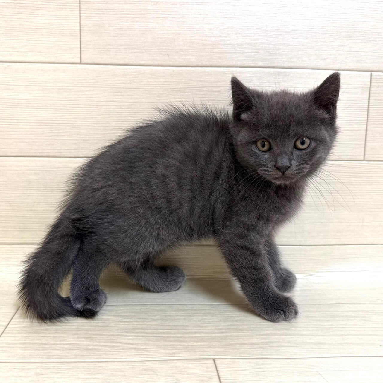 ブリティッシュショートヘアー