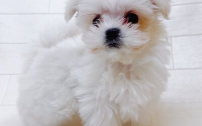 ハーフ犬（マルチーズ×ポメラニアン）