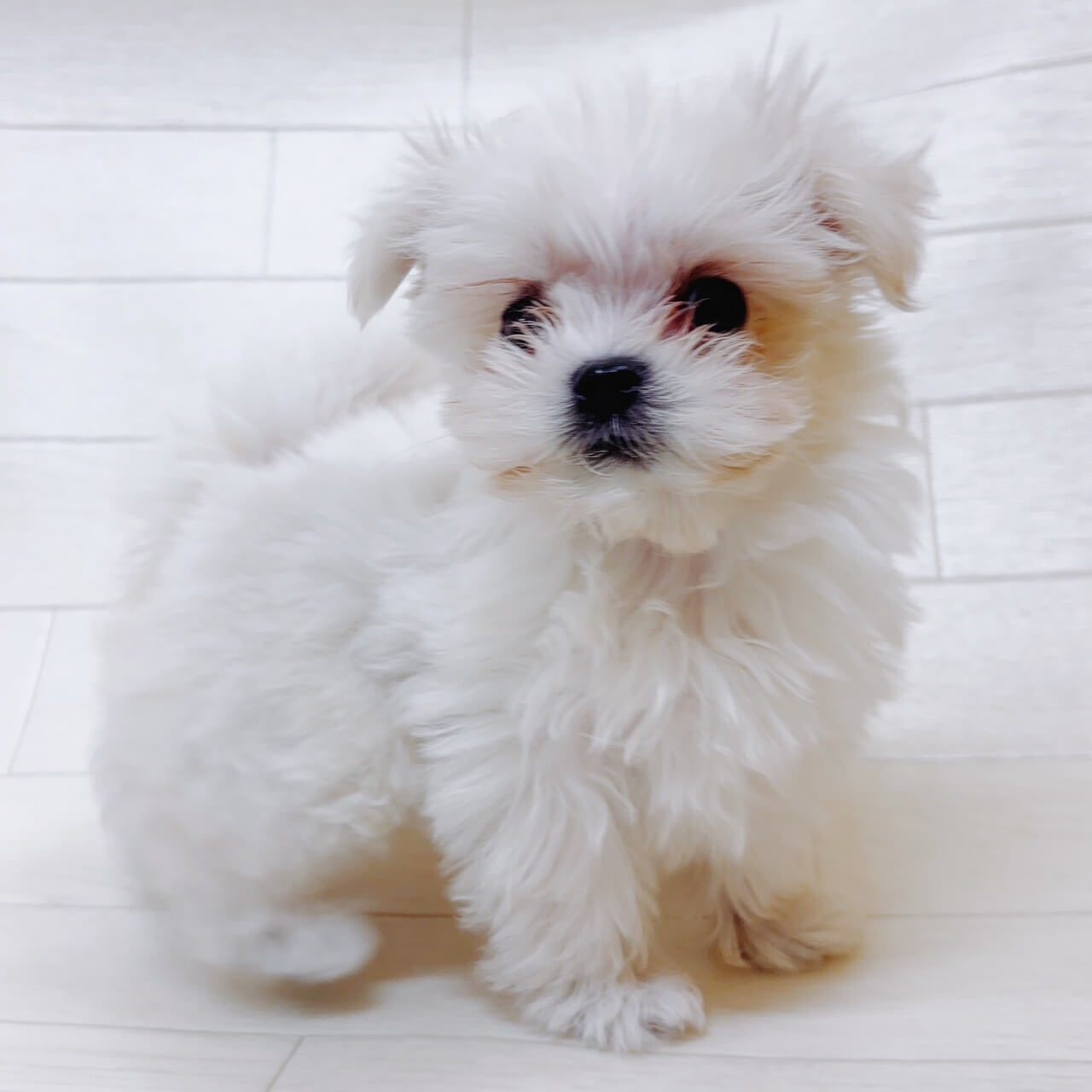 ハーフ犬（マルチーズ×ポメラニアン）