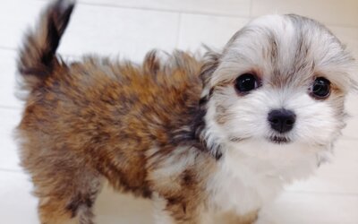 ハーフ犬（チワワ×マルチーズ）