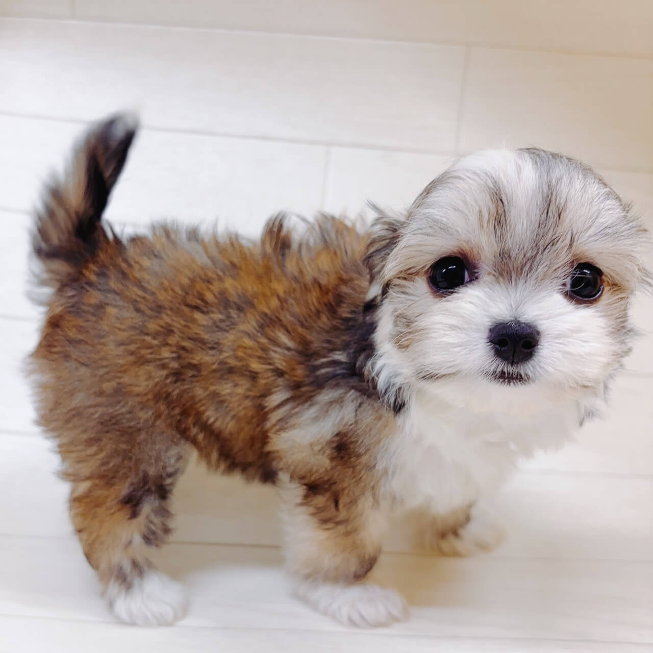ハーフ犬（チワワ×マルチーズ）