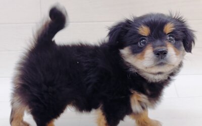 ハーフ犬（ポメラニアン×カニンヘンダックスフンド）