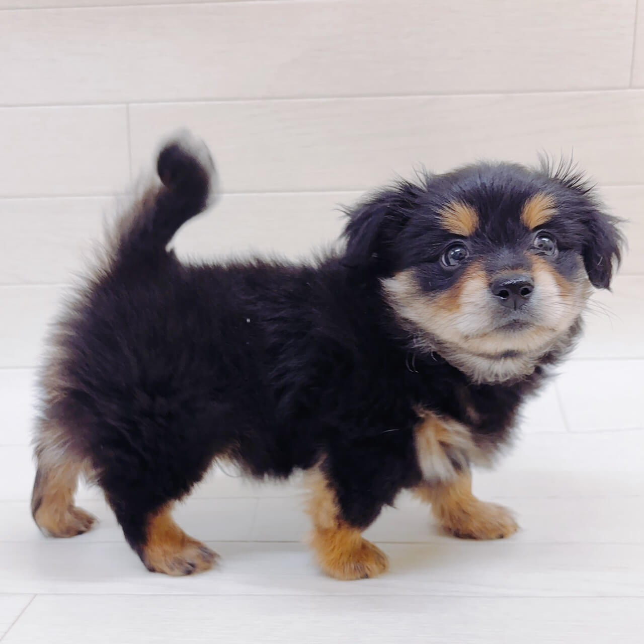 ハーフ犬（ポメラニアン×カニンヘンダックスフンド）