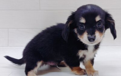 ハーフ犬（チワワ×ミニチュアダックスフンド）