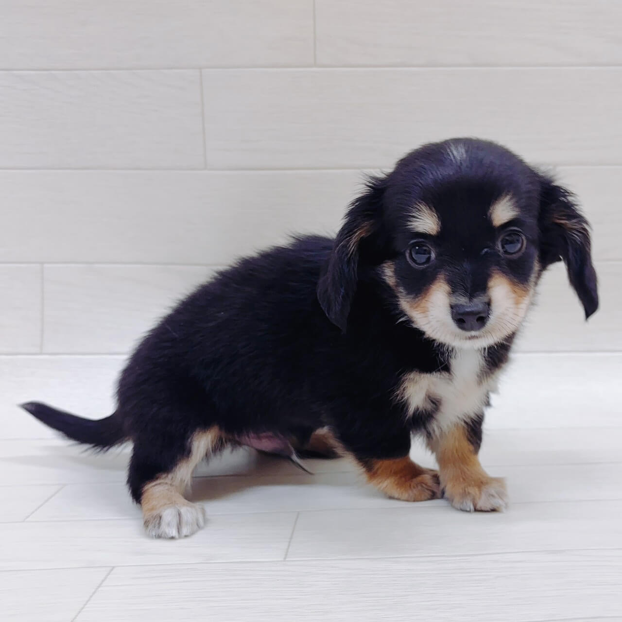 ハーフ犬（チワワ×ミニチュアダックスフンド）