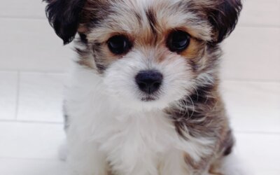 ハーフ犬（チワワ×ビションフリーゼ）