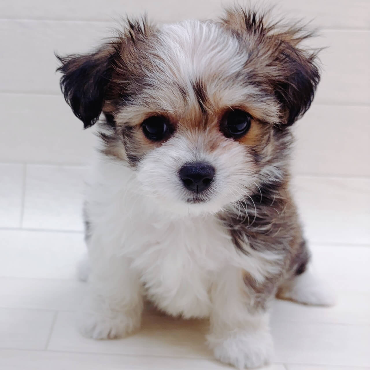 ハーフ犬（チワワ×ビションフリーゼ）