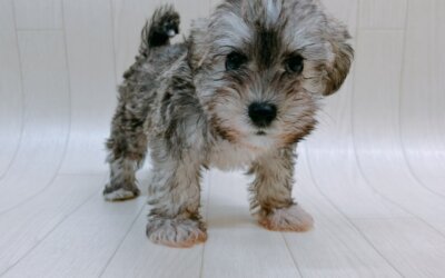 ハーフ犬（ビションフリーゼ×ミニチュアシュナウザー）
