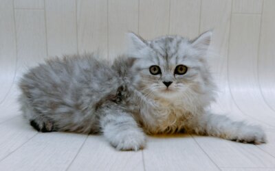 ペルシャ