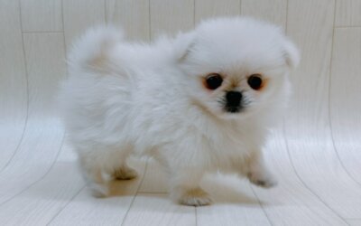 ハーフ犬（ポメラニアン×ペキニーズ）