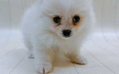 ハーフ犬（ポメラニアン×チワワ）