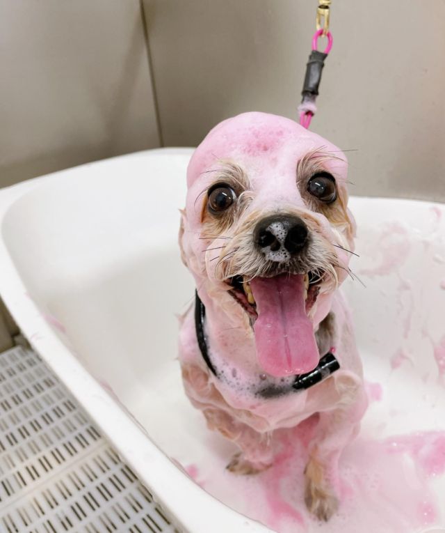 3.4月のおすすめ♨️🫧🐾

ピンクの泡パックコースをご利用頂いたお友達です！

ふんわりローズの香りのシャンプー🌹と
お肌に優しいビーツのピンクパック💞で保湿！　マイクロバブルで毛穴の汚れをスッキリ落とします🫧　

※オプションの為別途基本料金にプラスとなります。詳しくはスタッフまでお声掛け下さい。 #ハッピーベル#トリミング#happybell#東金店#いぬすたぐらむ#ねこすたぐらむ#ふわもこ部#grooming#trimming#犬#猫#お利口さん#舌ペロ#カメラ目線#かわいい#犬のいる生活#元気もりもり#ふわふわ#笑顔#カット#トリミングサロン#シャンプー#リニューアル